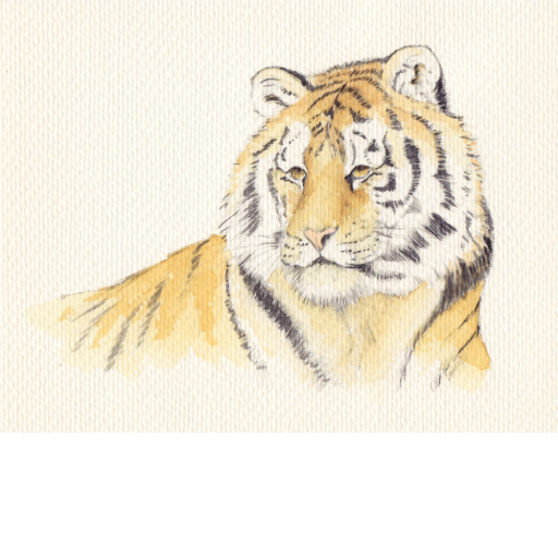 sad tiger colour 1000.jpg